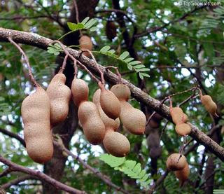 tamarindo na árvore / tamarinier (foto: criareplantar.blogspot.com)
